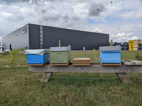 Des ruches chez Nekto pour préserver la biodiversité